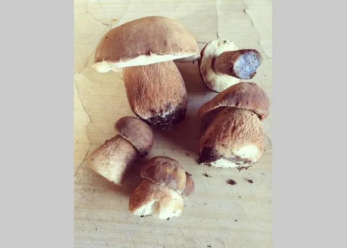 Widokowka Kaszuby 度假居